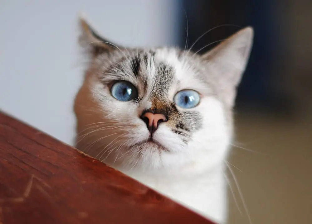 Katze reagiert auf Namen