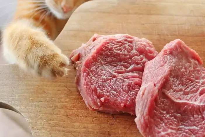 Katzen Schweinefleisch