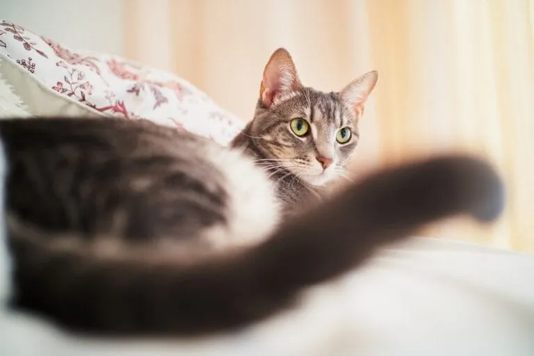 Katze schlägt mit Schwanzspitze beim Liegen