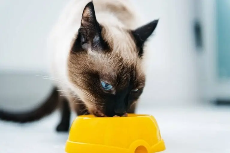 Katze schlingt und erbricht