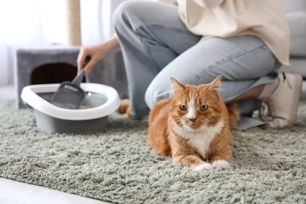 Schwarzer Stuhl bei Katzen - mögliche Ursachen