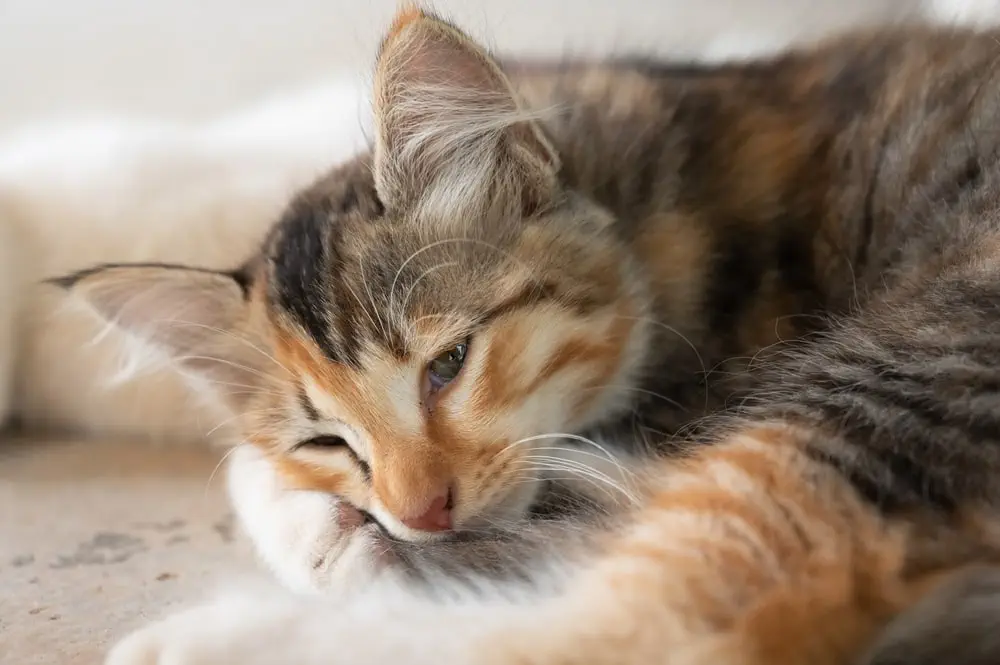 Katze trauert