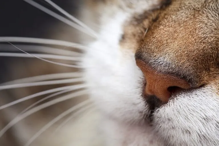 Katze verliert Schnurrhaare
