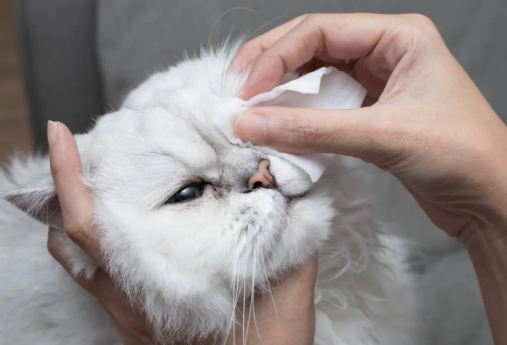 Katze weint - Augen reinigen