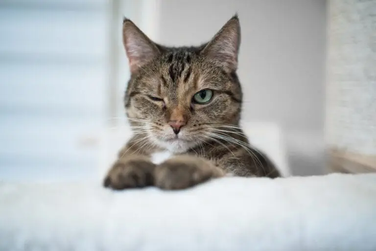 Wenn die Katze zwinkert, ist das Teil ihrer Körpersprache