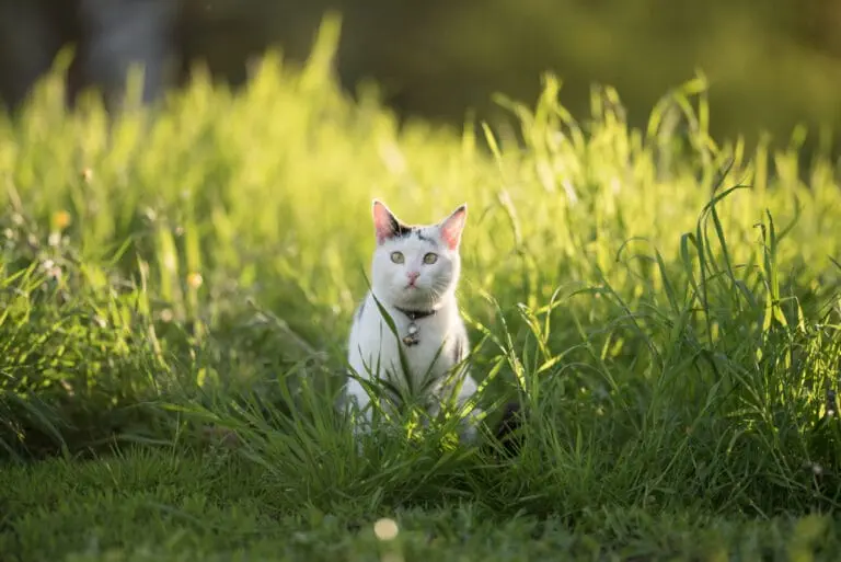 Katzen Halsbänder mit Glöckchen