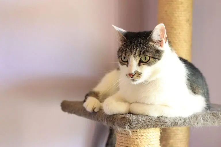 Katzen Kratzbaum