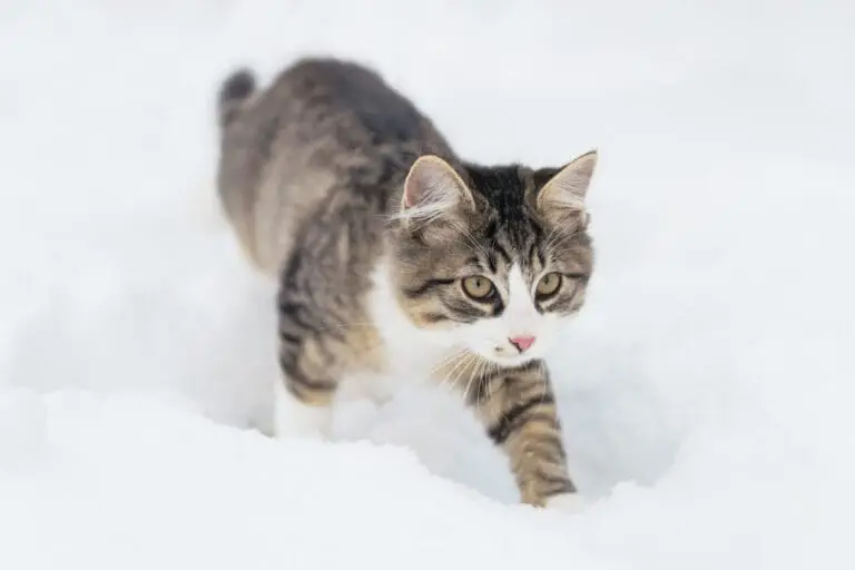 Katzen im Winter – 6 Fragen für dich beantwortet