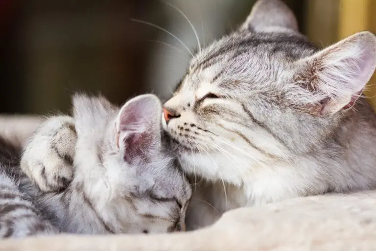 Katzenbaby von der Mutter trennen