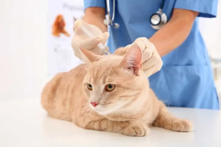 Katzenimpfungen