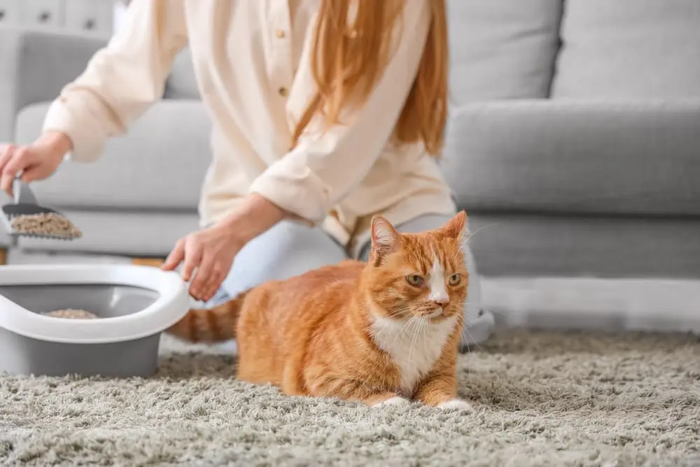 Frau macht Katzenklo sauber, denn Hygiene ist bei einer Giardieninfektion wichtig