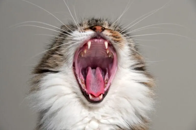 Katzen erkennen ihren Namen, reagieren aber meist einfach nicht