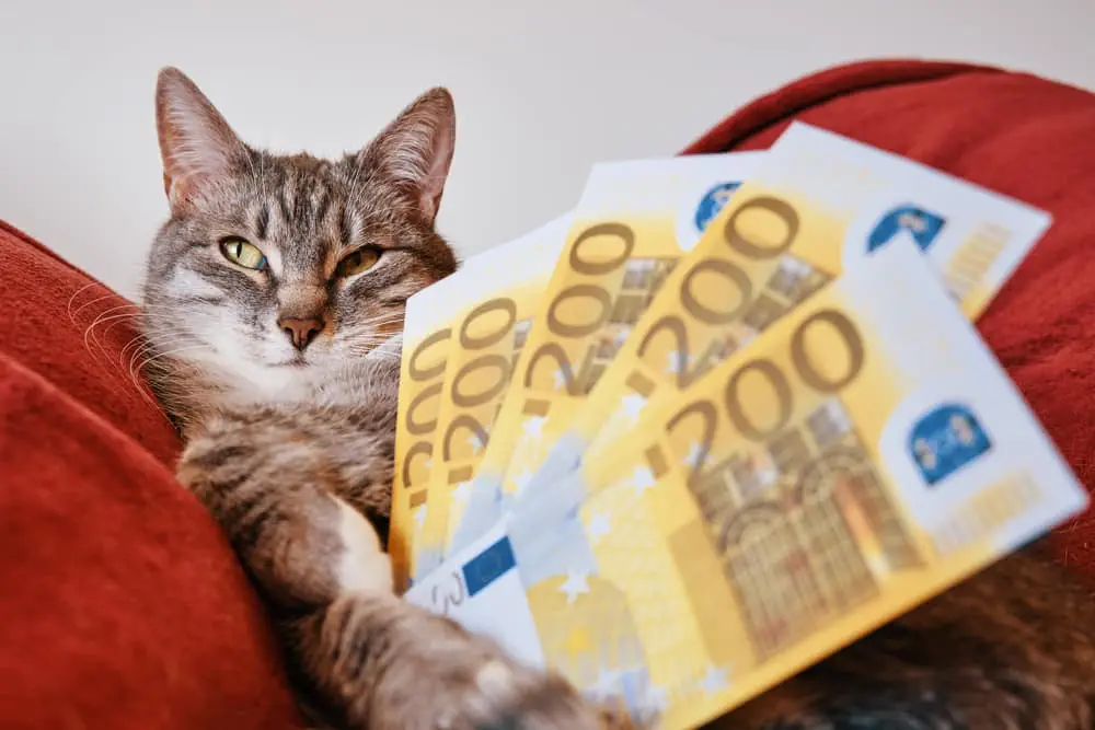 Krankenversicherung Katze Kosten