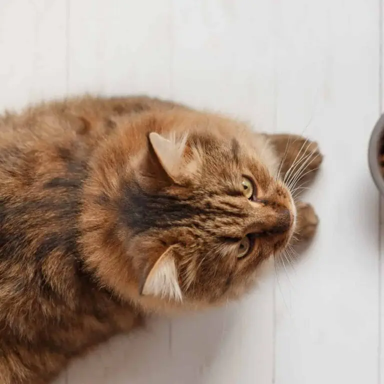 Meine Katze frisst nicht mehr