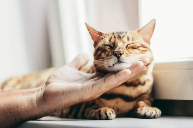 Mensch Katze harmonische Beziehung