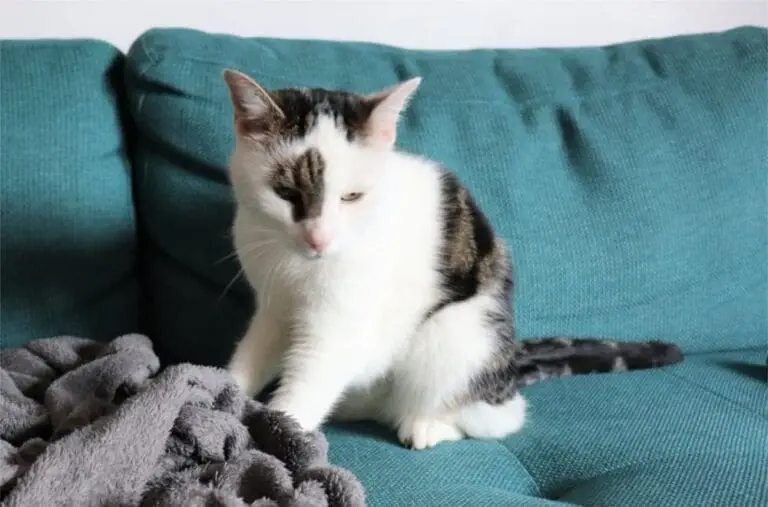 Milchtritt erwachsene Katze