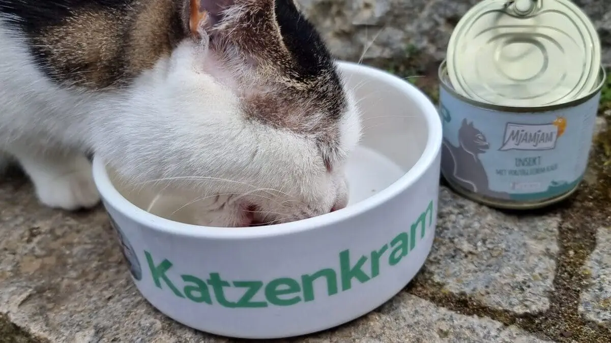 MjAMjAM KAtzen Nassfutter