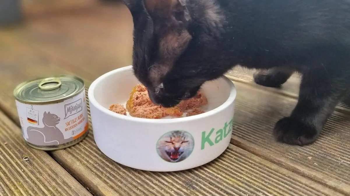 Kater frisst MjAMjAM Katzenfutter