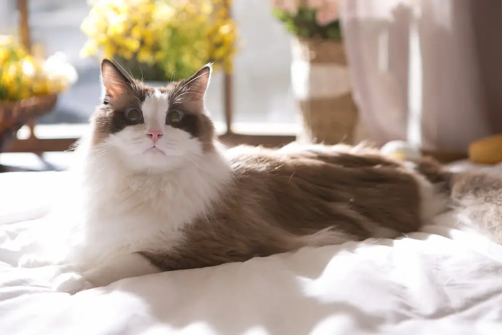 Ragdoll Katze