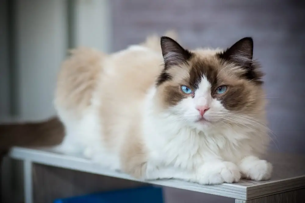 Ragdoll Katze: Charakter, Aussehen, Haltung