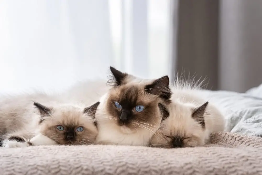 Ragdoll kaufen