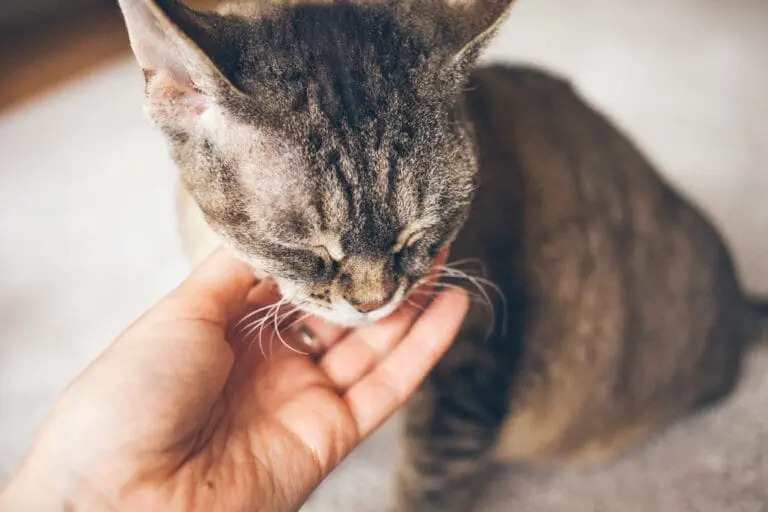 Rollige Katze beruhigen