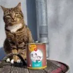 RyCat Bio Katzenfutter Test