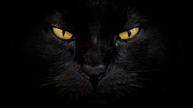 Aberglaube: Bringen schwarze Katzen wirklich Unglück?