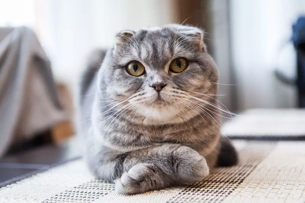 Scottish Fold Katzenrasse Portrait