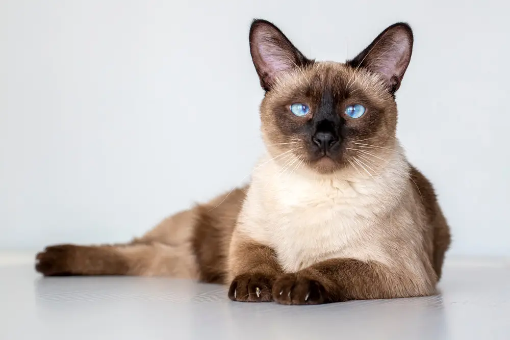 Siam Katzen Rasse