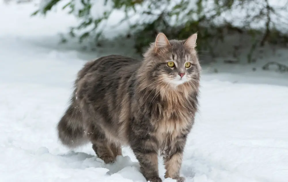 Sibirische Katze