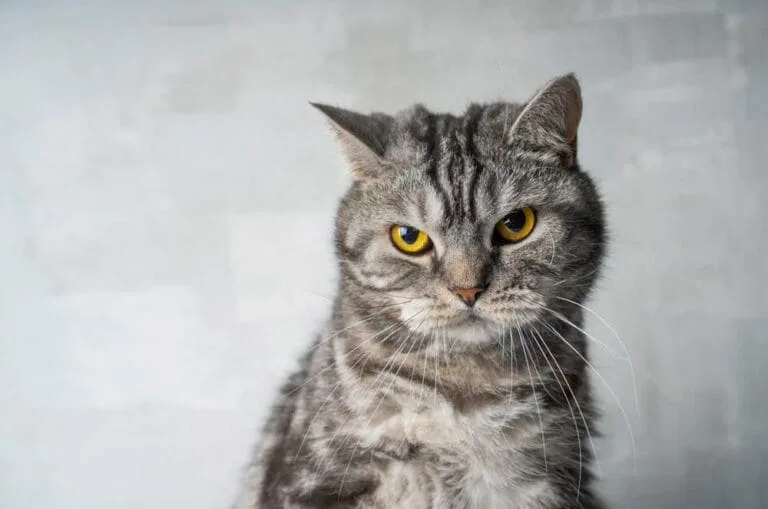 Warum Treteln Katzen Bevor Sie Sich Hinlegen Milchtritt bei Katzen - Warum treteln auch erwachsene Katzen?