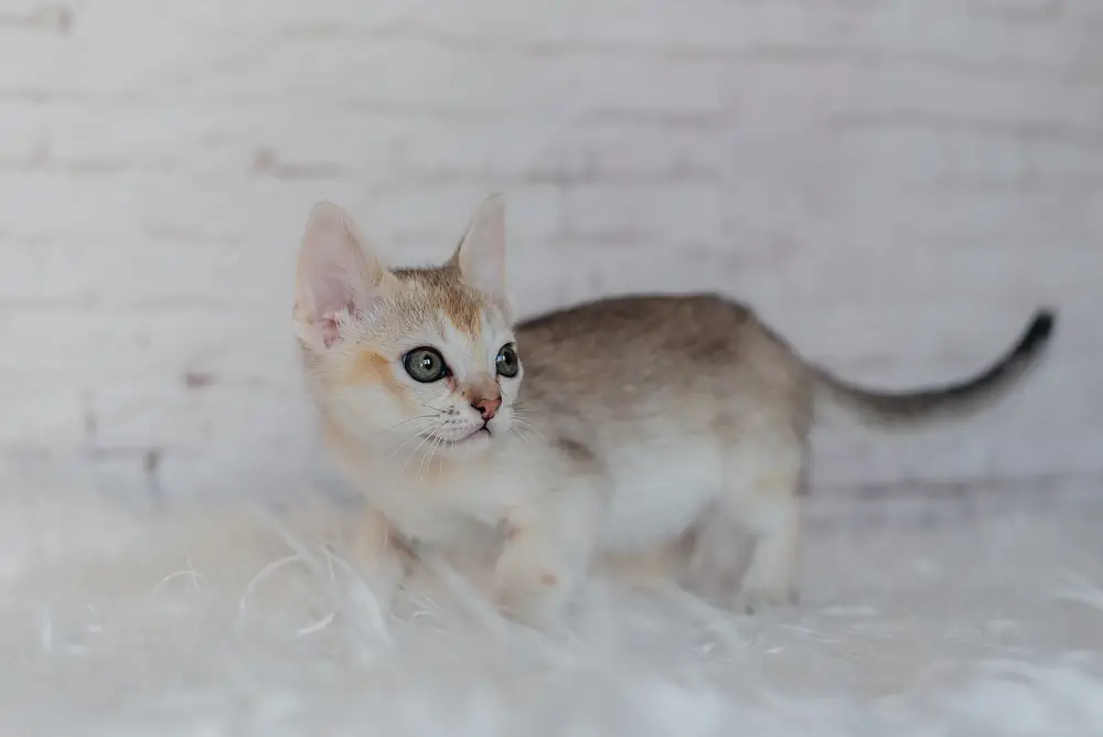 Eine Singapura Katze kaufen