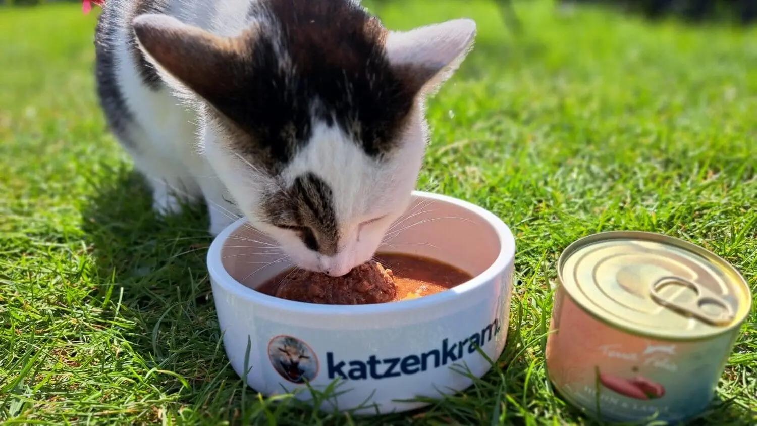 Tequila die Katze probiert Terra Felis