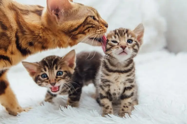 Trächtigkeit Katze und Katzengeburt