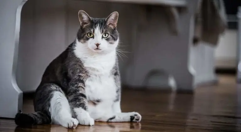 Übergewicht bei Katzen