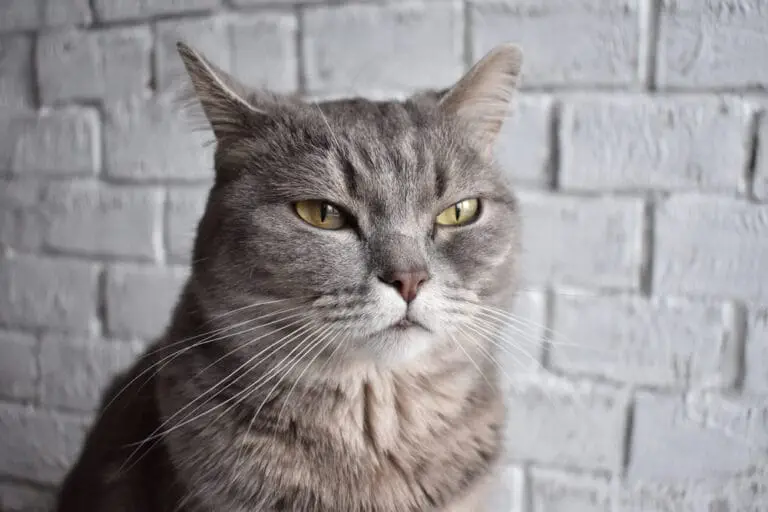 Verstopfung Katze