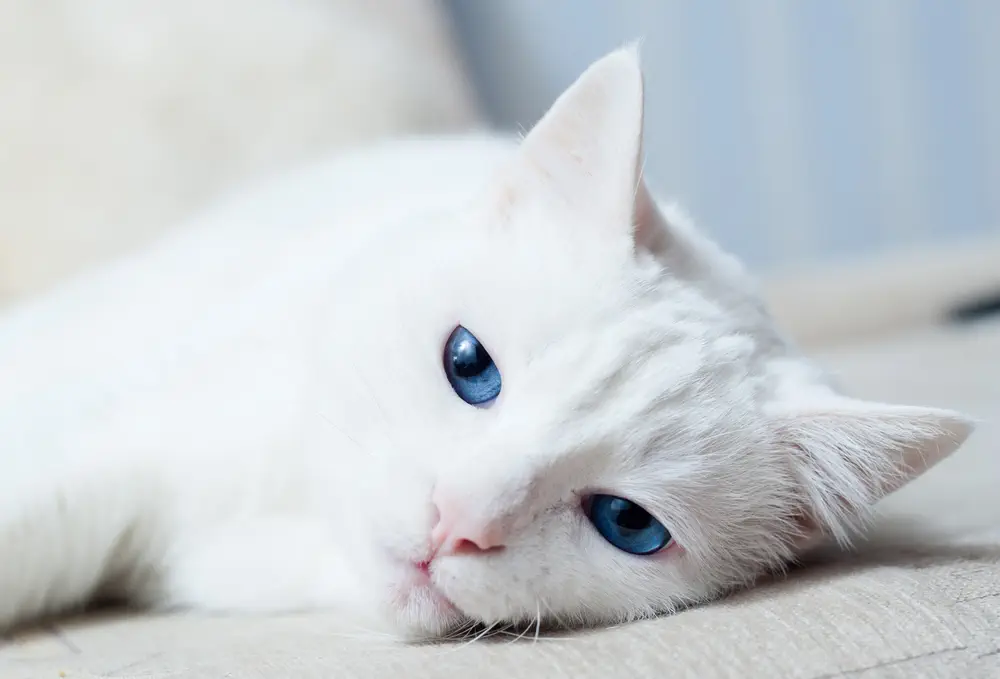 Weiße Katzen mit blauen Augen