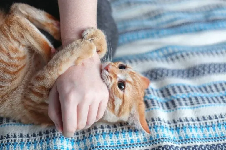 Wenn Katzen beißen