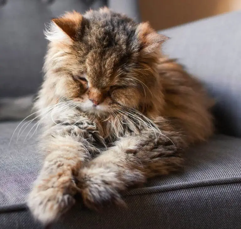 Wie alt werden Katzen im Durchschnitt