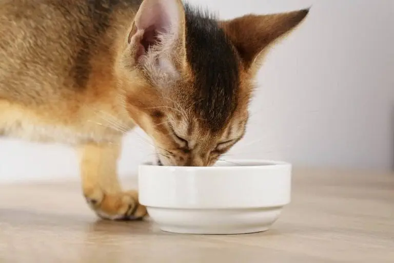 Wie viel Futter braucht meine Katze