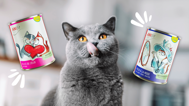 Britisch Kurzhaar Katze mit ANIfit Nassfutter-Dosen