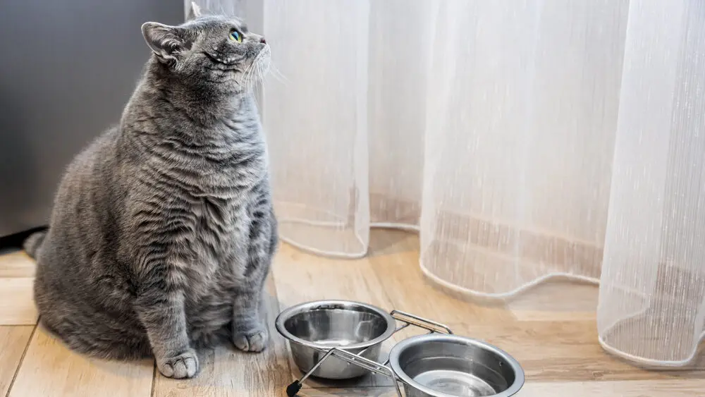 Übergewichtige Britisch Kurzhaar Katze sitzt neben zwei leeren Futternäpfen