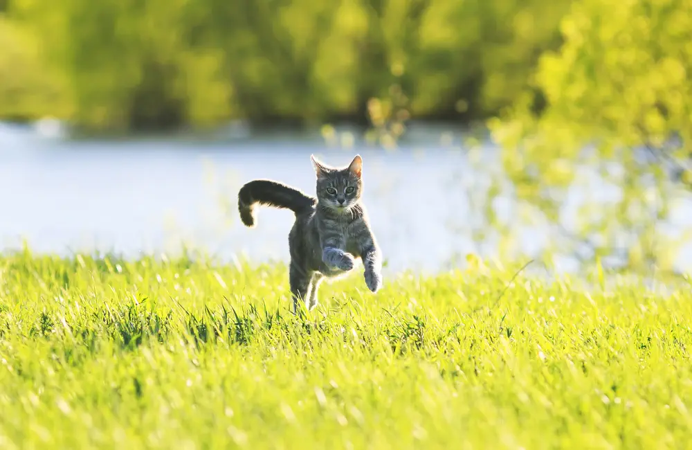 Graue Katze lĂ€uft lebendig ĂŒber eine grĂŒne Wiese â Symbol fĂŒr Gesundheit durch artgerechte ErnĂ€hrung