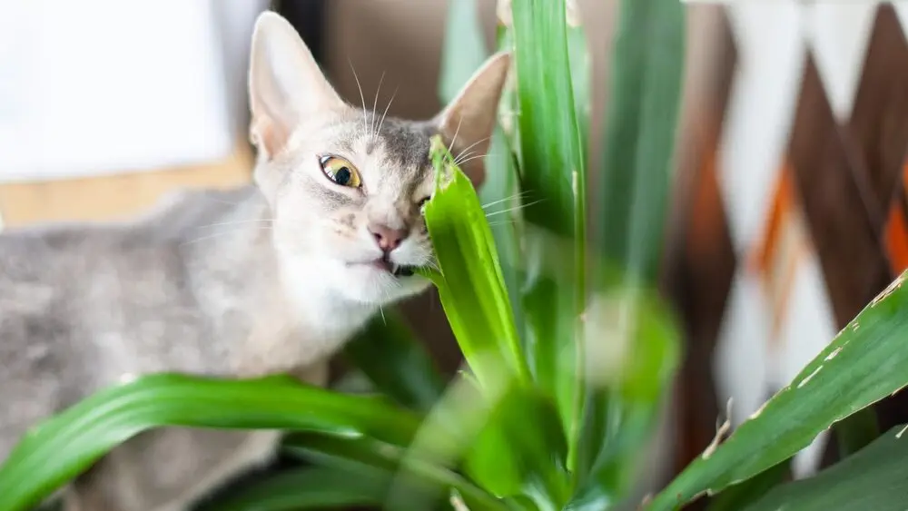 Katze beißt in ein Blatt der Yucca-Palme – riskanter Kontakt mit giftiger Zimmerpflanze
