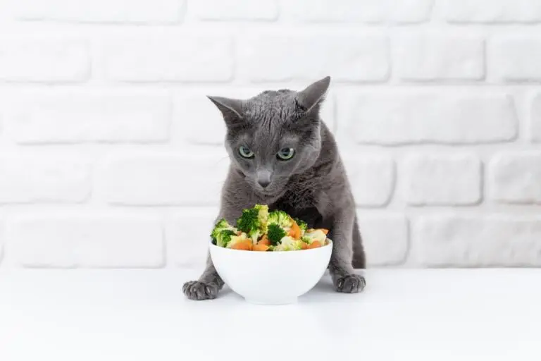Graue Katze sitzt vor einem Napf mit Brokkoli und Gemüse – symbolische Darstellung zum Thema vegane Katzenernährung