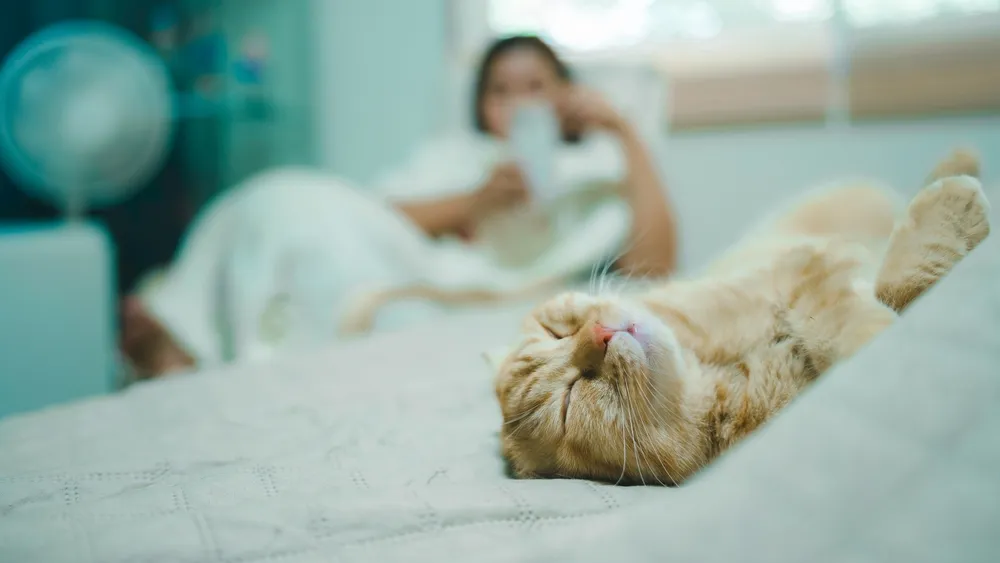 Rote Katze schläft entspannt auf dem Bett, während im Hintergrund leise Musik läuft