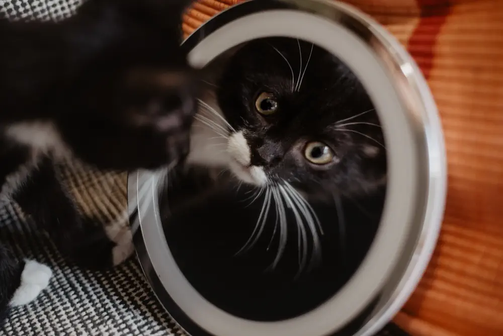 Eine schwarz-weiĂe Katze blickt in einen runden Spiegel und betrachtet ihr eigenes Spiegelbild.
