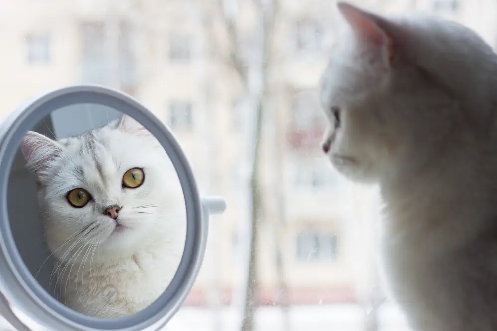 WeiĂe Katze blickt scheinbar desinteressiert in einen kleinen runden Spiegel, in dem ihr eigenes Gesicht zu sehen ist.