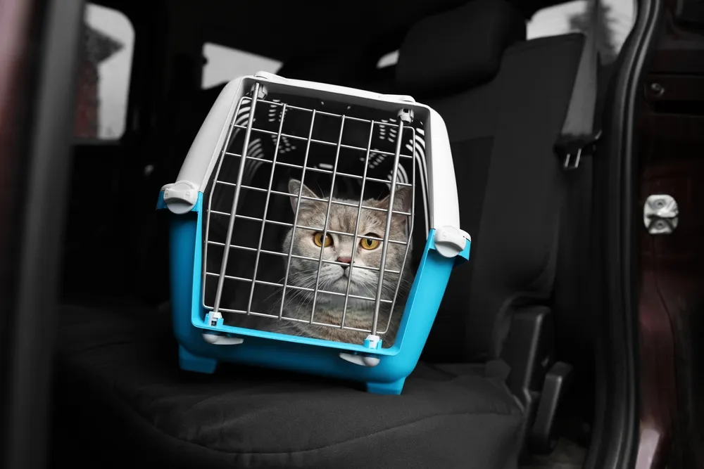 Katze sitzt gestresst in einer Transportbox im Auto – idealer Moment für beruhigende Musik